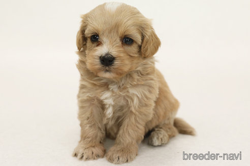 成約済の神奈川県のミックス犬-386724の1枚目